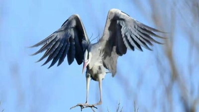 10年，18萬(wàn)公里路，50萬(wàn)張照片 “追鳥(niǎo)人”用鏡頭定格人鳥(niǎo)和諧