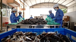 中醫藥發(fā)揮獨特優(yōu)勢“防、治、康”全程助力抗疫