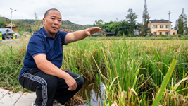大旱之下，力爭水稻穩產(chǎn)——重慶梁平區保秋收見(jiàn)聞