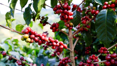 又是一年咖啡紅！云南寧洱鮮果初加工實(shí)現“加速度”