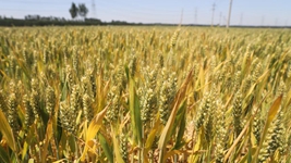 苗情好于預期 豐收有底氣&mdash;&mdash;山東黃河下游種糧大戶(hù)走訪(fǎng)記