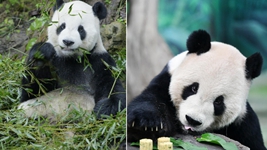 大熊貓“團團”，感謝你帶給兩岸同胞的美好回憶！