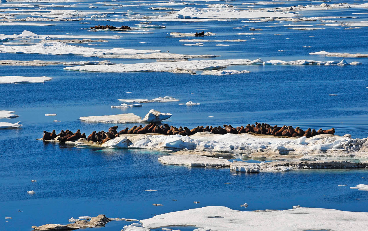 新千年前夜，我在北極感悟“新大陸”
