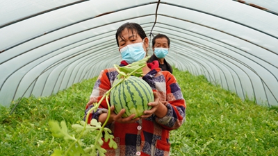 疫情致浦東120萬(wàn)斤西瓜滯銷(xiāo)？記者實(shí)地探訪(fǎng)