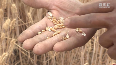 “關(guān)中第一鐮”開(kāi)鐮收麥啦！未來(lái)半個(gè)月，關(guān)中平原滿(mǎn)眼金黃