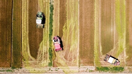 夏糧，穩！