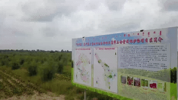 一棵樹(shù)見(jiàn)證內蒙古綠色版圖擴展