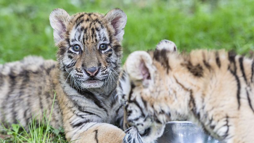 “全球老虎日”探訪(fǎng)東北虎繁育基地