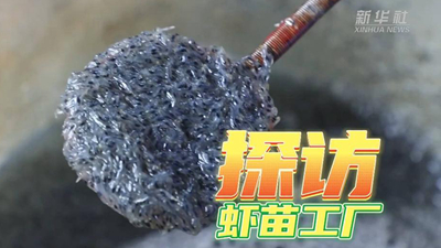 這個(gè)工廠(chǎng)，每天銷(xiāo)售蝦苗約2000萬(wàn)尾