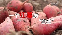 想看看紅薯的“鍍金”之旅嗎？來(lái)聽(tīng)聽(tīng)“自述”吧！