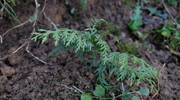 &ldquo;植物大熊貓&rdquo;崖柏野外回歸記
