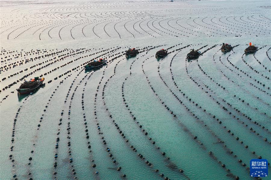 (鏡觀(guān)中國·新華社國內新聞?wù)掌恢芫x)(4)早春時(shí)節 “耕海牧漁”