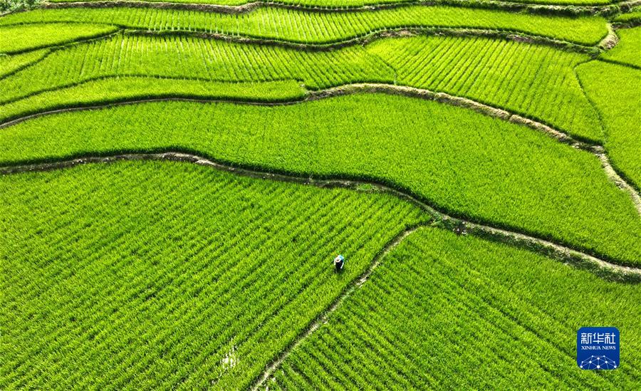 #(經(jīng)濟)(5)小暑農忙