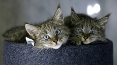 新華全媒+丨生態(tài)向好，“高原喵星人”萌態(tài)歸來(lái)