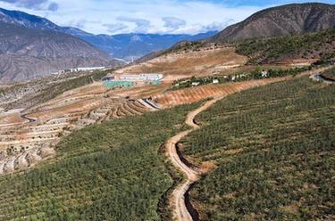 雪山下的高原蘋(píng)果，熟了！