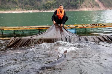 新華全媒+|“鱘”夢(mèng)長(cháng)江——長(cháng)江鱘人工繁育研究工作進(jìn)展順利