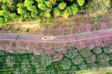 浙江長(cháng)興:萬(wàn)株紅梅迎客來(lái)