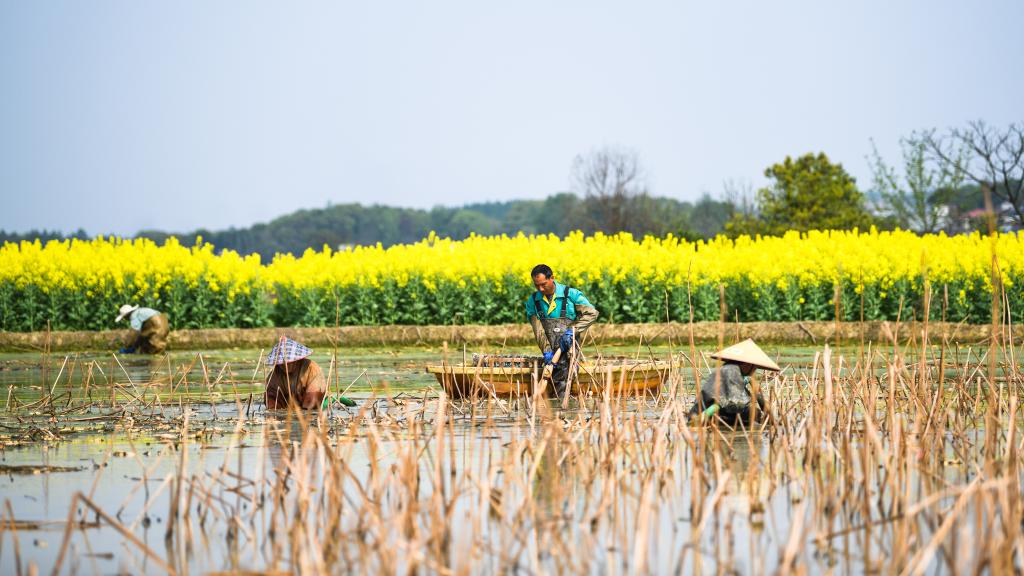 湖南常寧:蓮藕采收忙