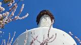 北京:山桃花開(kāi)映白塔