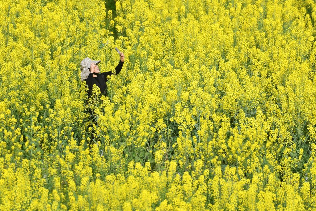 湖南常德：油菜花開(kāi)迎客來(lái)