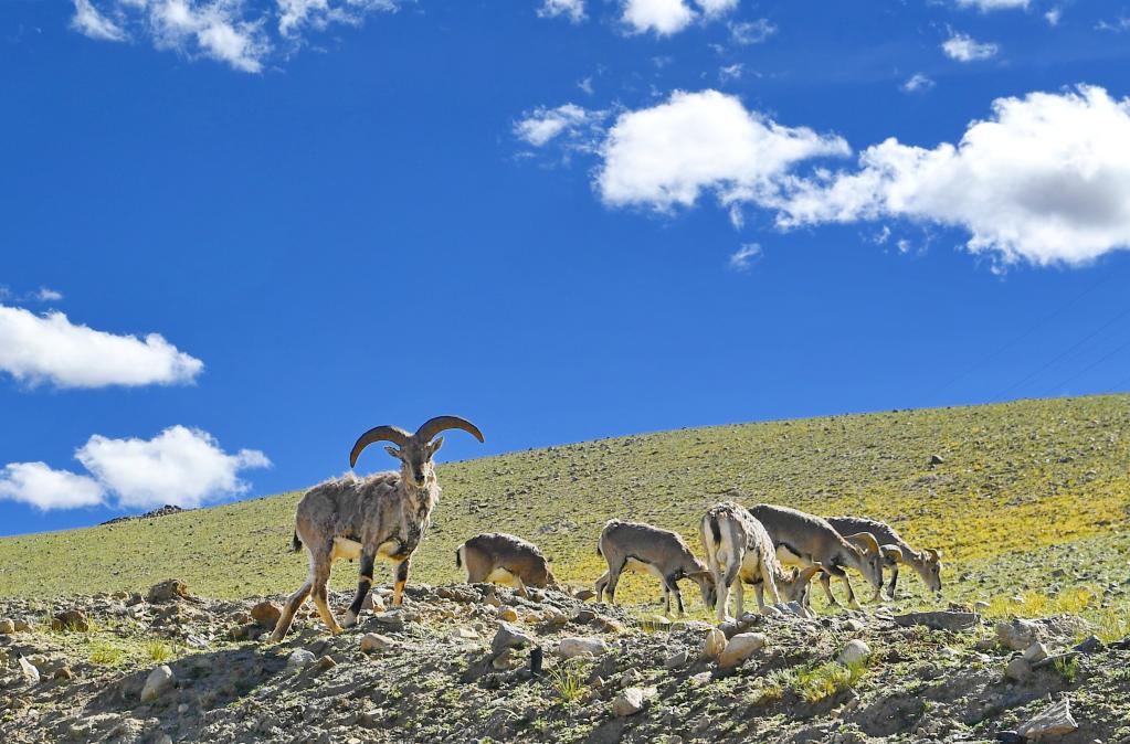 鏡觀(guān)中國·新華社國內新聞?wù)掌恢芫x