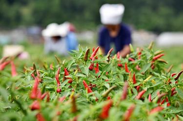 貴州龍里:“訂單辣椒”喜豐收