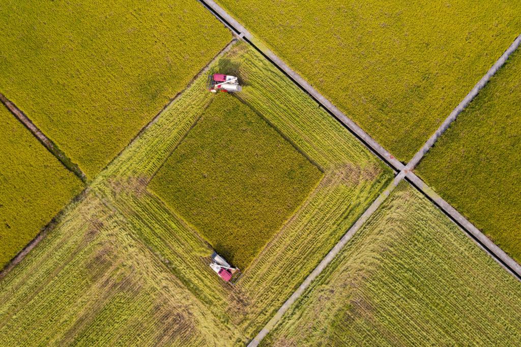 四川:稻藥輪作 一田雙收