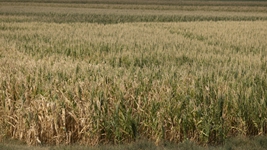 斯洛文尼亞遭受?chē)乐睾禐? /></a></p>
<p class=