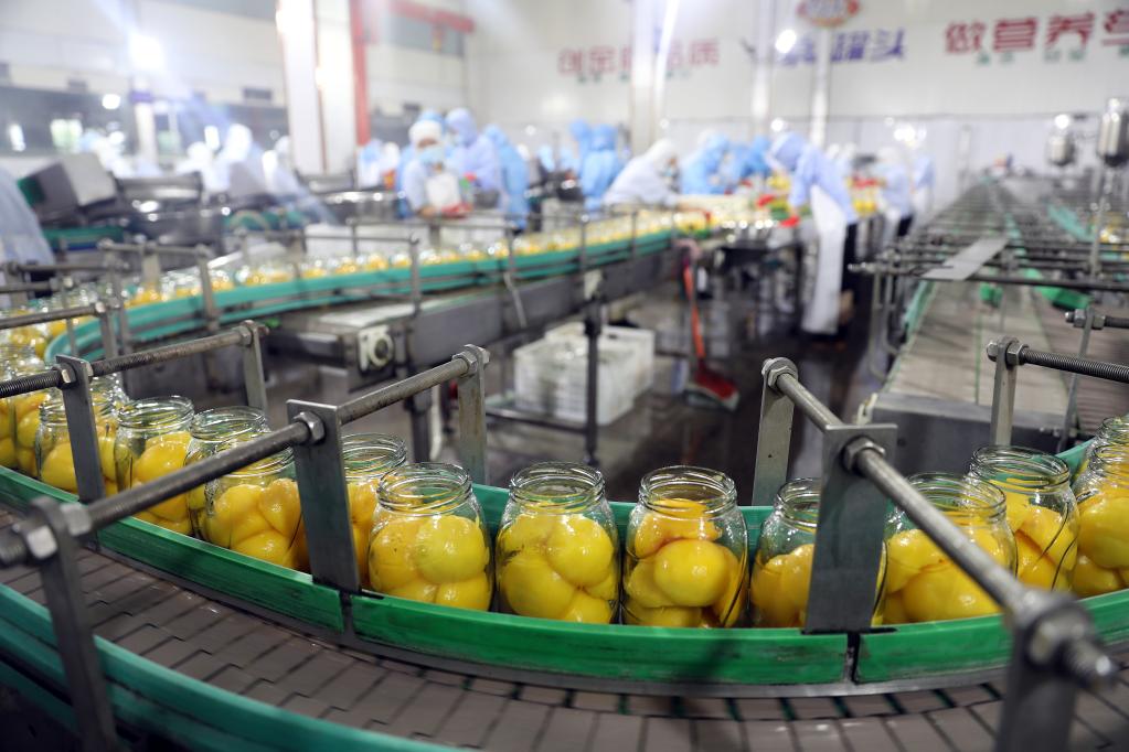 石家莊欒城:產(chǎn)業(yè)化經(jīng)營(yíng)助力農業(yè)經(jīng)濟高質(zhì)量發(fā)展