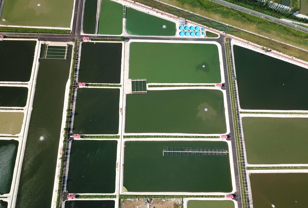 山東微山縣：俯瞰生態(tài)魚(yú)塘美如調色板