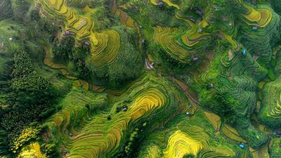 貴州高原:稻谷飄香景如畫(huà)