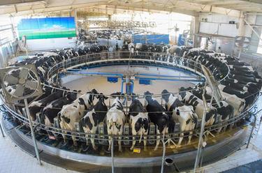 內蒙古:多舉措推進(jìn)奶業(yè)振興