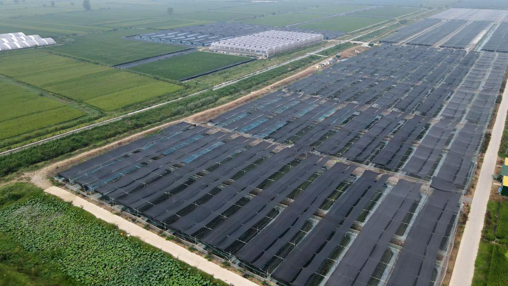 安徽潁上:生態(tài)種養助力農民增收