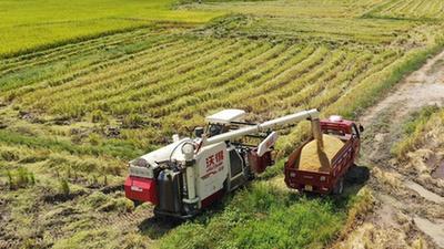 湖南張家界:搶收水稻保豐收