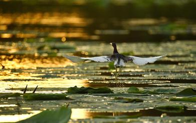 詩(shī)意中國——翻空白鳥(niǎo)時(shí)時(shí)見(jiàn)，照水紅蕖細細香