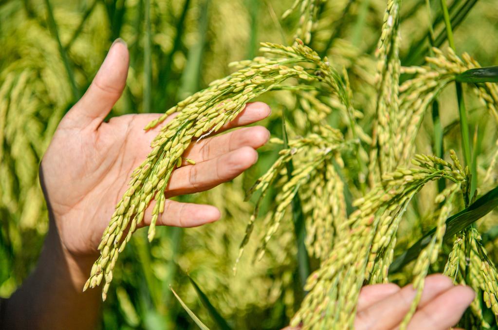 天津：“巨型稻”長(cháng)勢喜人