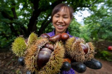 云南祿豐:板栗產(chǎn)業(yè)助農增收