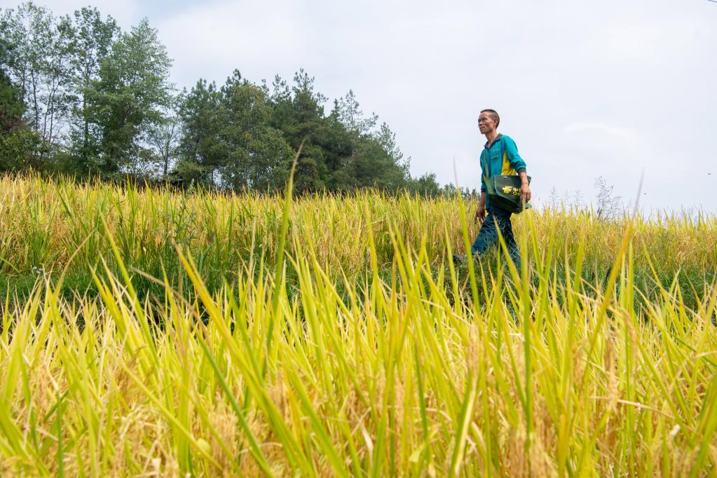 新華全媒+丨重慶酉陽(yáng)：村郵站打通農村物流最后一公里