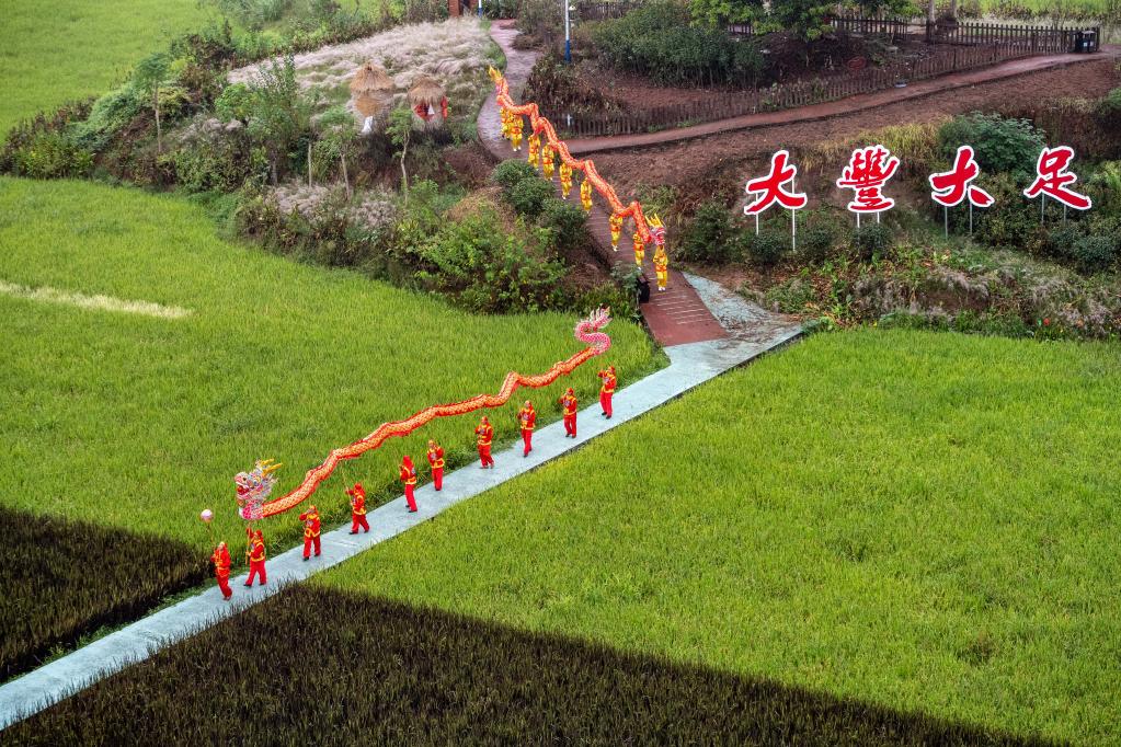 重慶大足:稻田作畫(huà)迎豐收