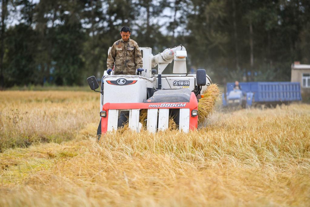 內蒙古興安盟:金秋稻田喜豐收