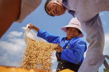 詩(shī)意中國——百里西風(fēng)禾黍香，鳴泉落竇谷登場(chǎng)