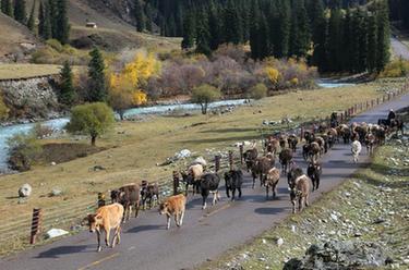新疆昭蘇:褐牛轉場(chǎng)出天山