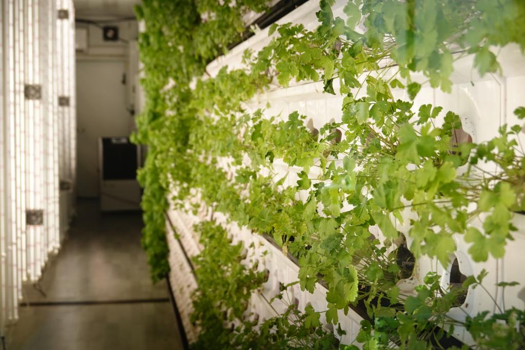 以色列：城市里的“垂直農場(chǎng)”