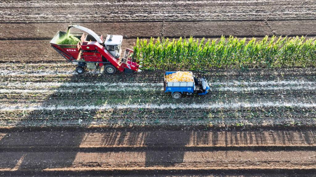 河北：金穗彎腰谷飄香 “鐵牛揮戈”糧滿(mǎn)倉