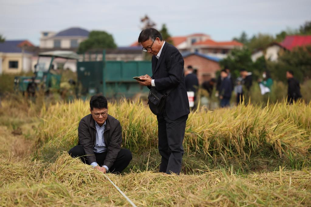 新華全媒+丨湖南瀏陽(yáng)：“一季雜交稻+再生稻”糧食周年生產(chǎn)模式再生季稻測產(chǎn)驗收