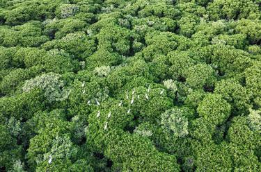 新華全媒+丨?？冢簼竦厝绠?huà)引鳥(niǎo)來(lái)