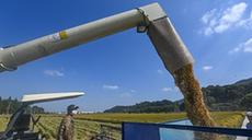 新華全媒+｜魚(yú)米之鄉喜迎豐收