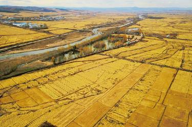 吉林延邊:海蘭江畔秋收忙