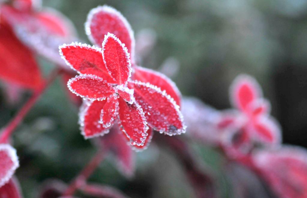 新華全媒+｜詩(shī)意中國——山明水凈夜來(lái)霜，數樹(shù)深紅出淺黃