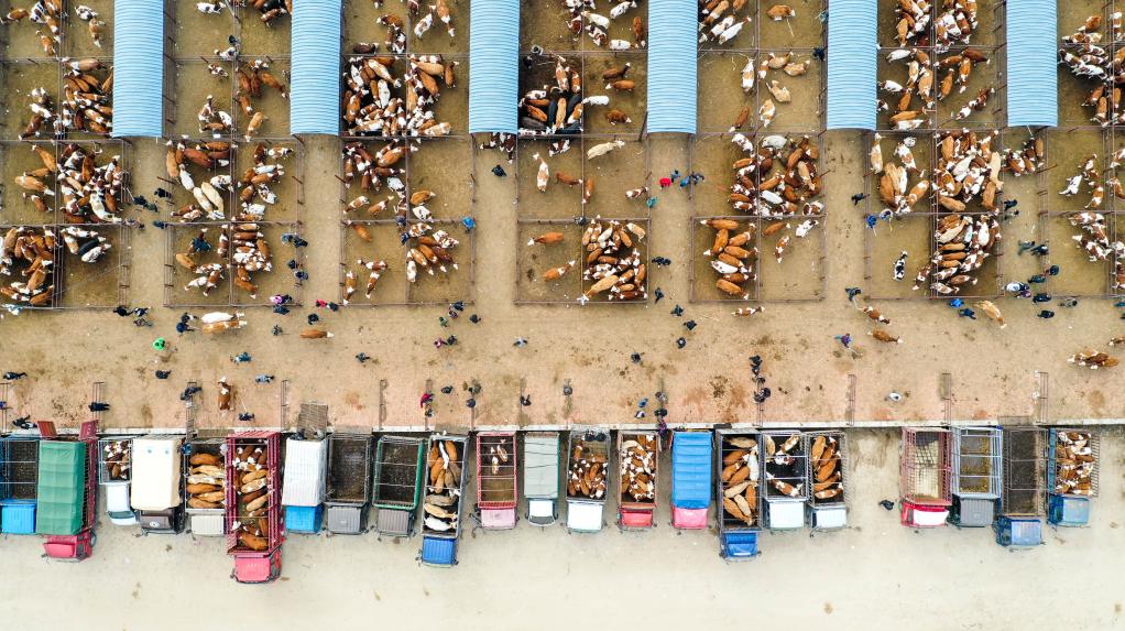 內蒙古通遼:牛市交易忙